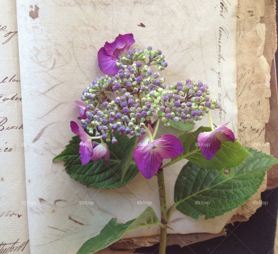 Hydrangea flower on vintage documents