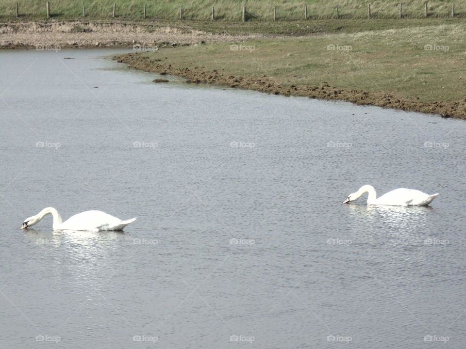 Swan, Bird, Water, Lake, Nature