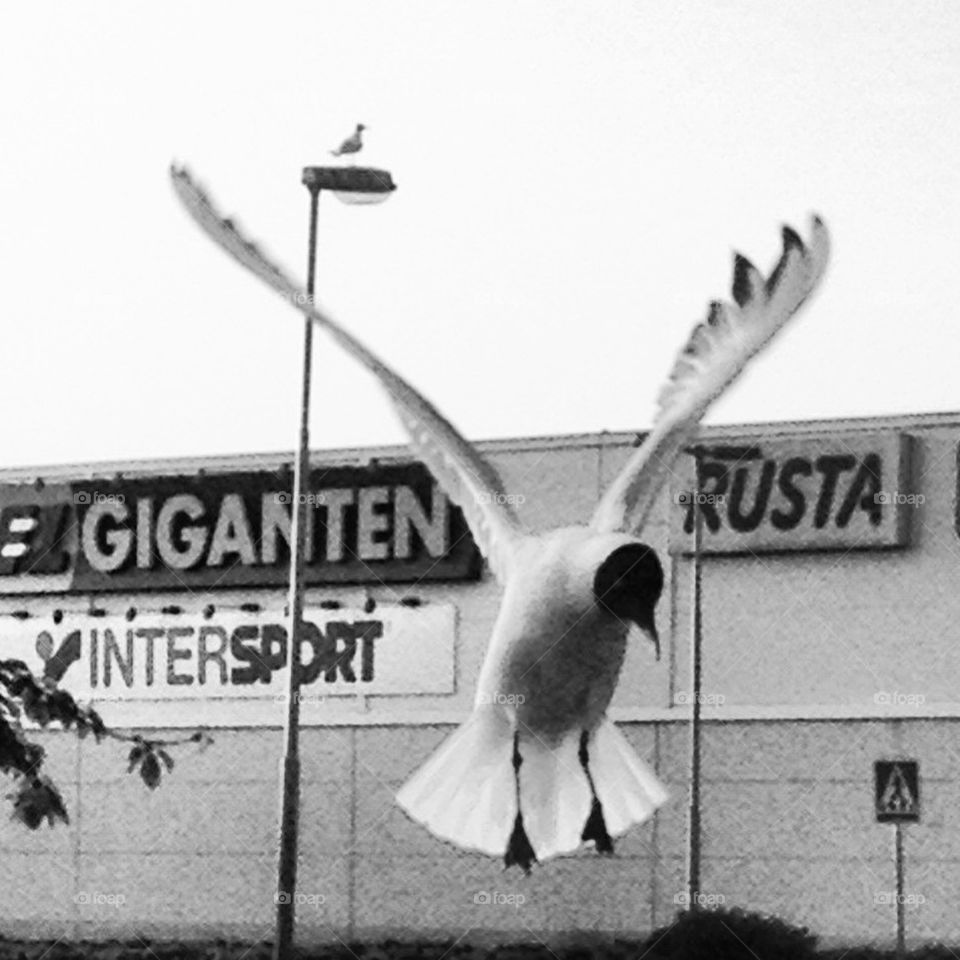 bird seagull landing fiskmås by anrool