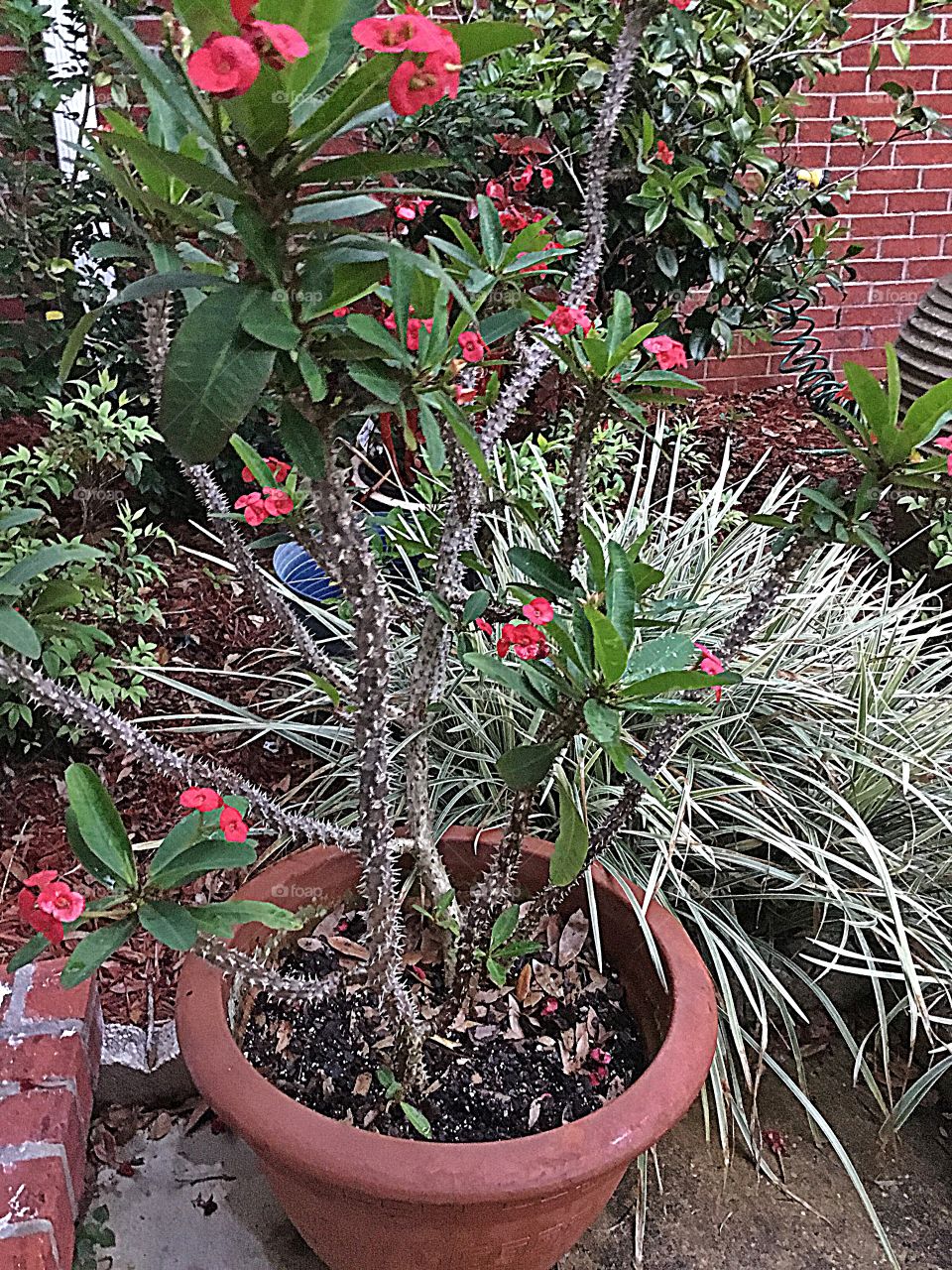 Thorn of Rose plant. This plant has prickly spines all up and down the stems and can really scratch you up