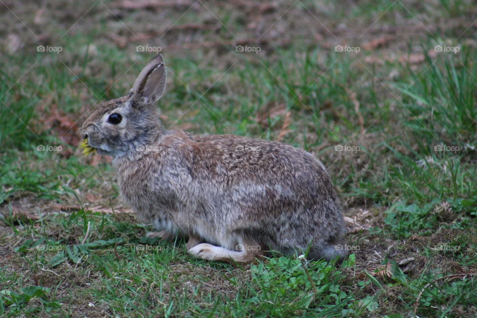 wild rabbit eating