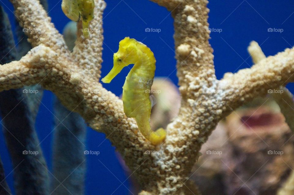 Yellow seahorse