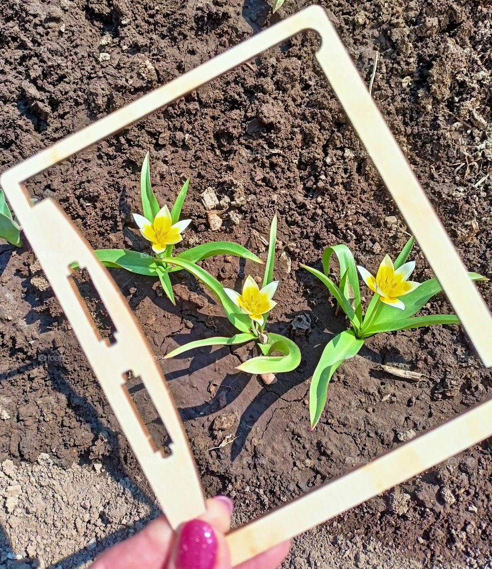 yellow flowers, plants, green, yellow, earth, vegetable garden, bed, flower garden, flower bed, woman's hand, woman plants flowers, spring, flowers in a frame