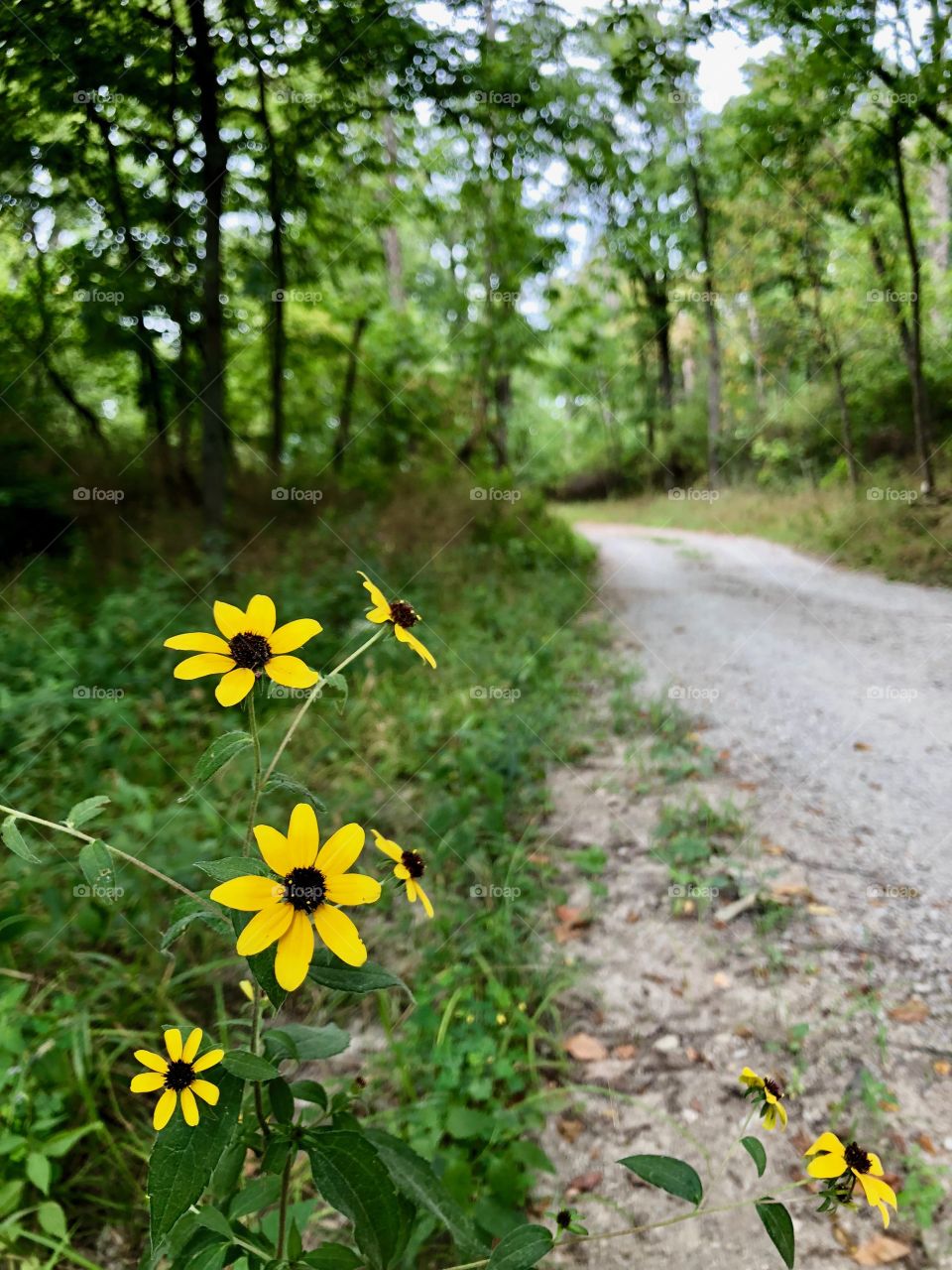 Wildflowers on a country lane. 