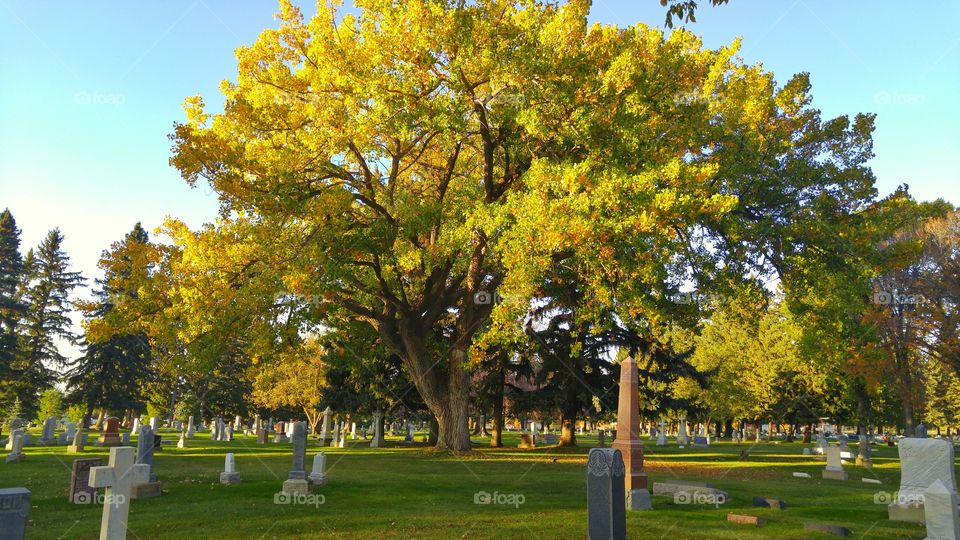 tree in the graveyard