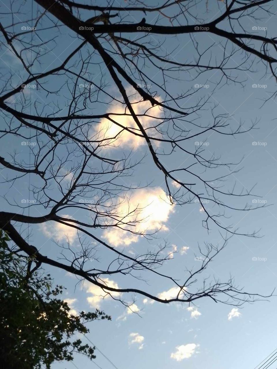 Branches with no leaves - Art tree