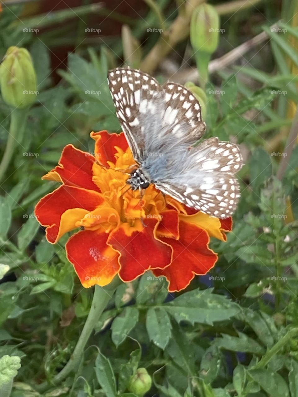 Borboleta marrom e cinza sugando o néctar da flor amarela e alaranjada chamada tapete. Fundo com folhas  