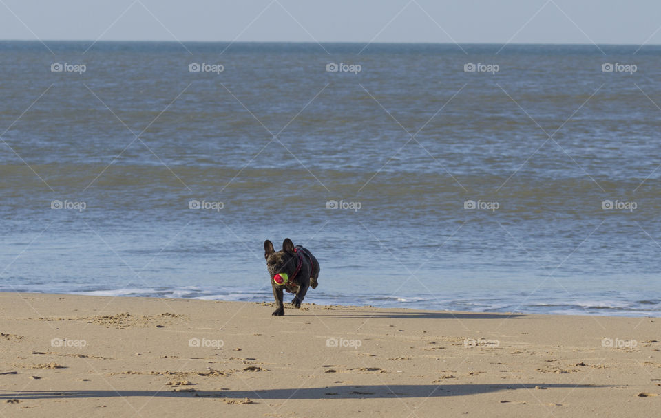 Dog playing with a ball