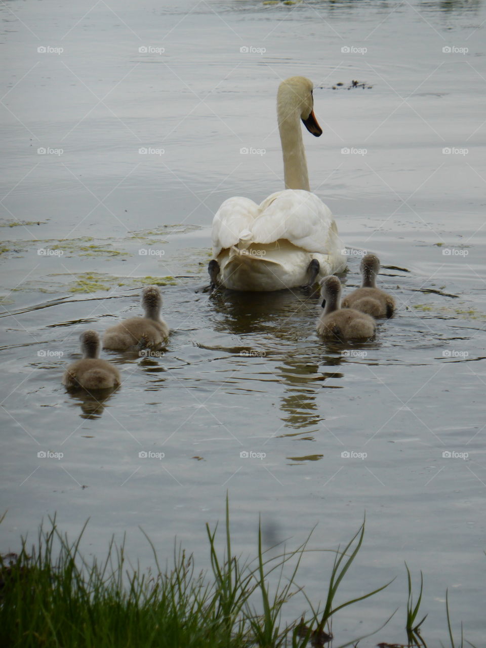 Swan with cygnets