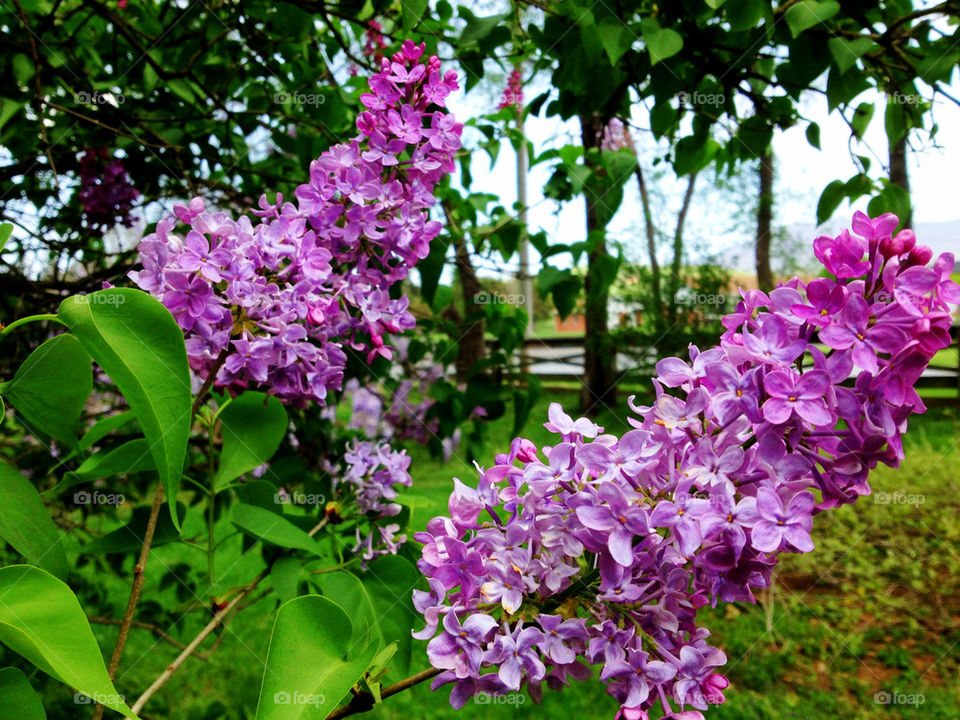 Fresh lilacs permeate the spring breeze.