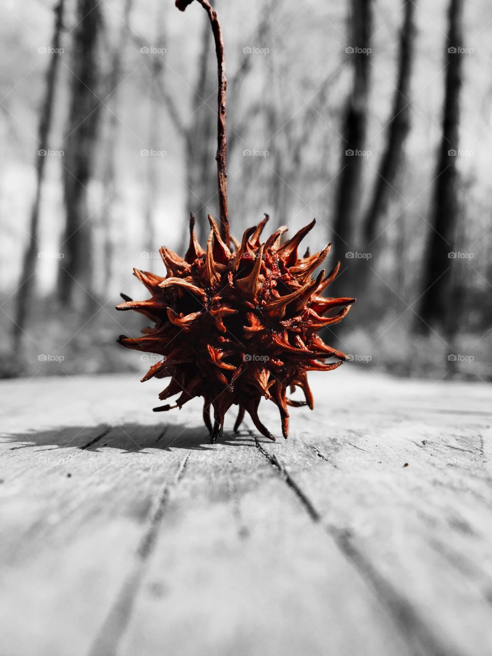 Color pop or color splash of an American Sweetgum ball vertically balanced on a plank trail the the bottomland forest of Yates Mill Park in Raleigh North Carolina, Triangle area, Wake County