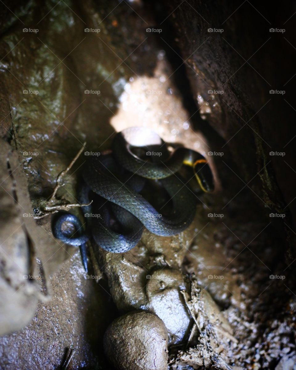 Ringneck Snake along the Meadow Run Trail in Ohiopyle