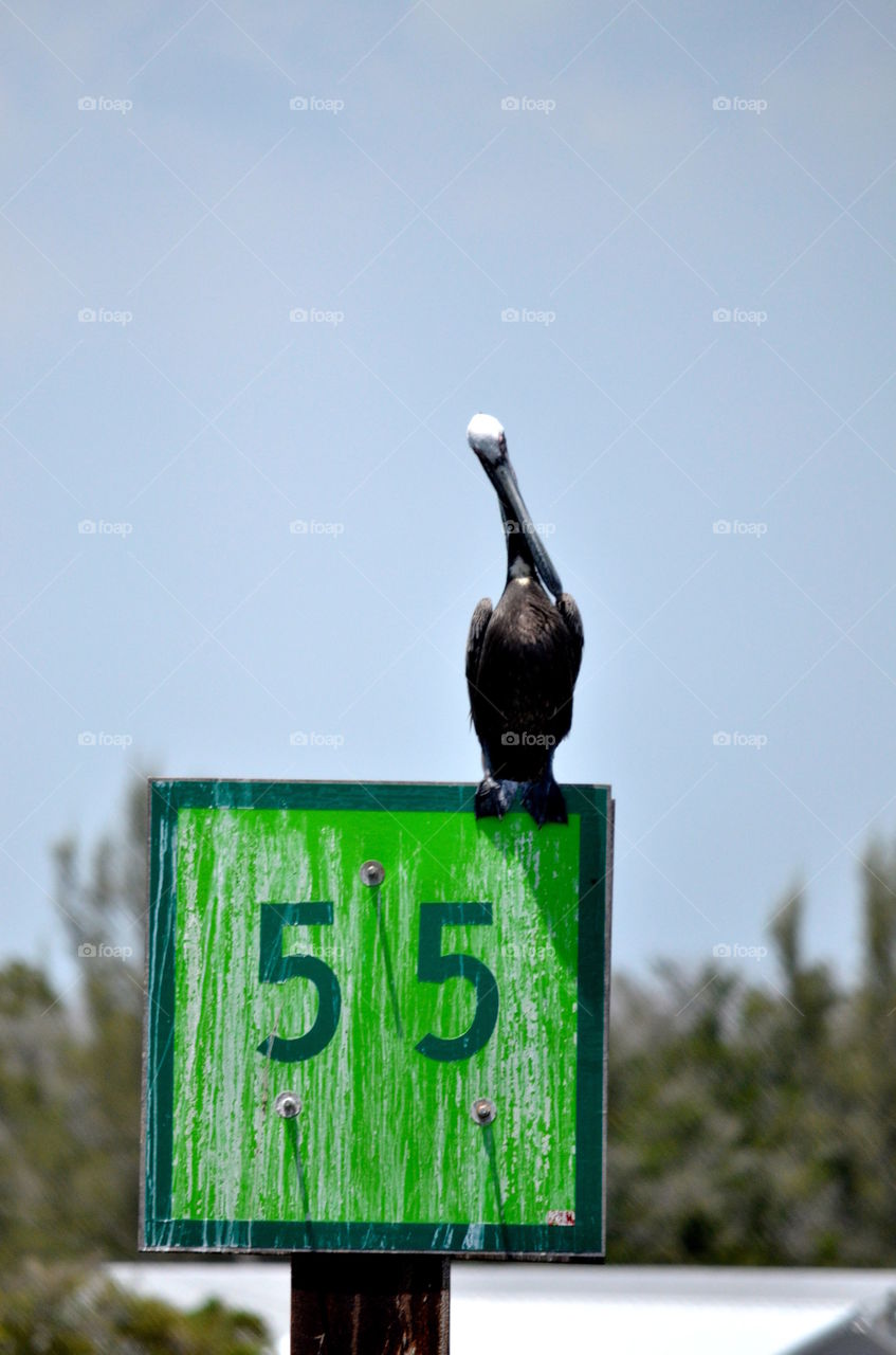Pelican on a depth marker
