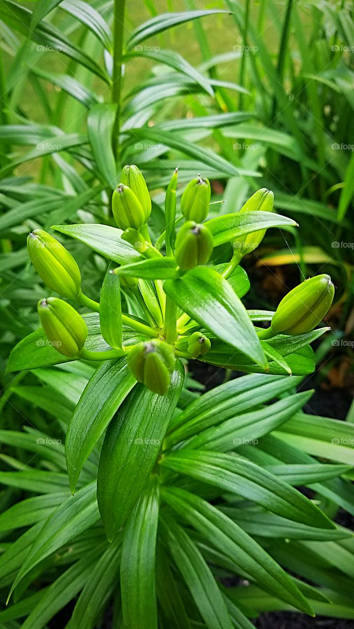 perennial lily will bloom soon