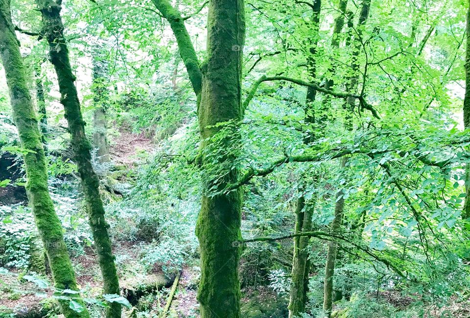Trees and woodland in wales Pembrokeshire leafs and moss on the tree bark in the countryside 