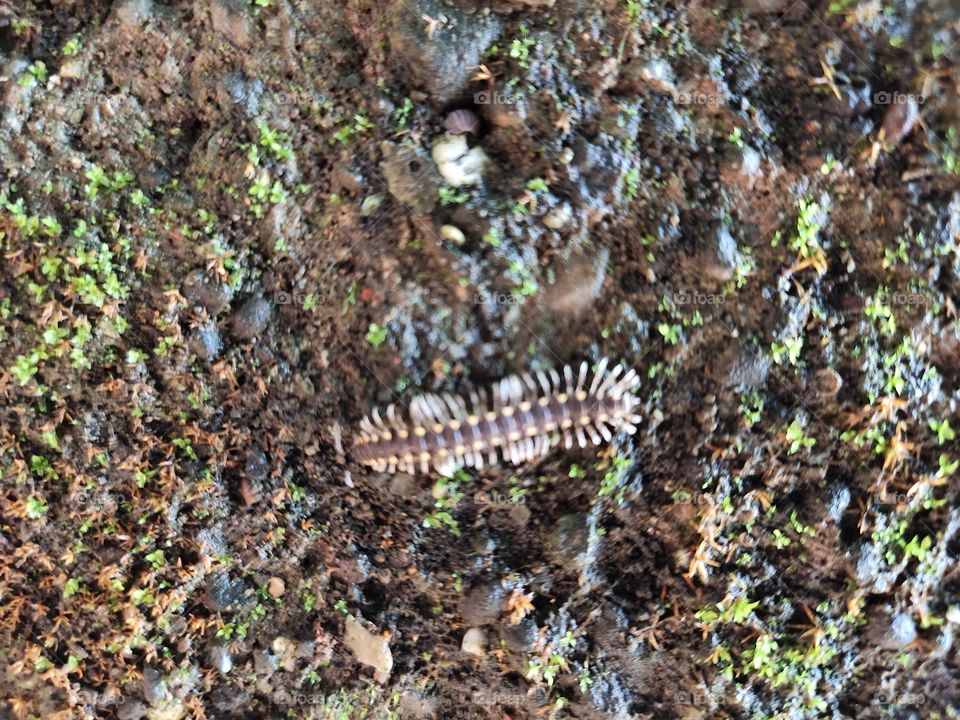 👁️📷
Rainy season 🌦️ ☔
Milipede Having Black colour
With Yellow Stripes
Beauty of Fauna