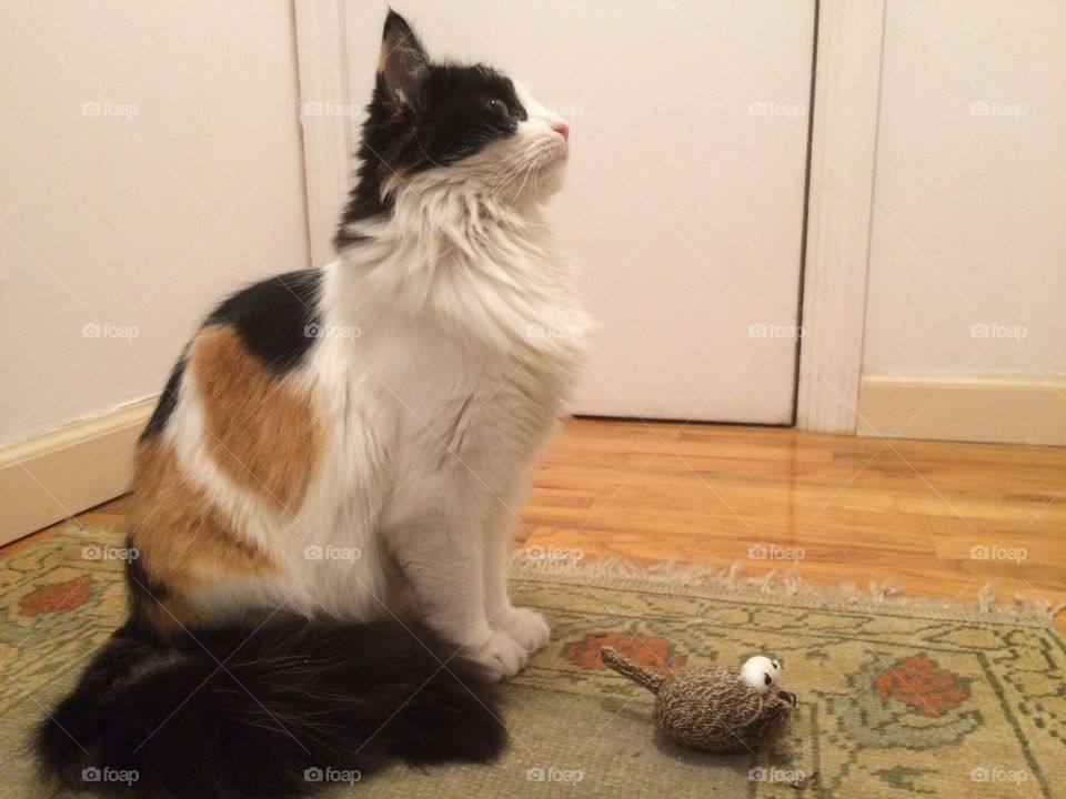 Cat and mouse game