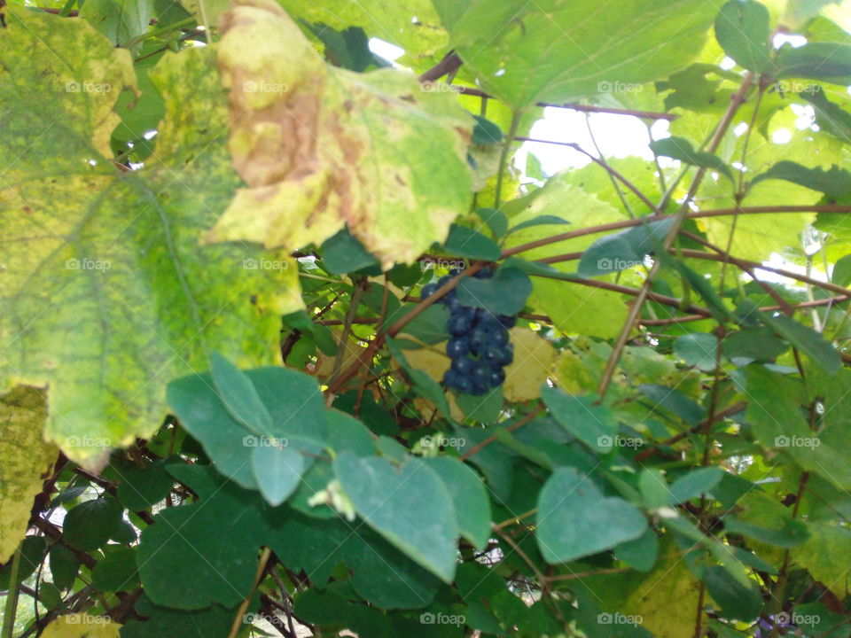 Leaf, Nature, No Person, Outdoors, Fruit