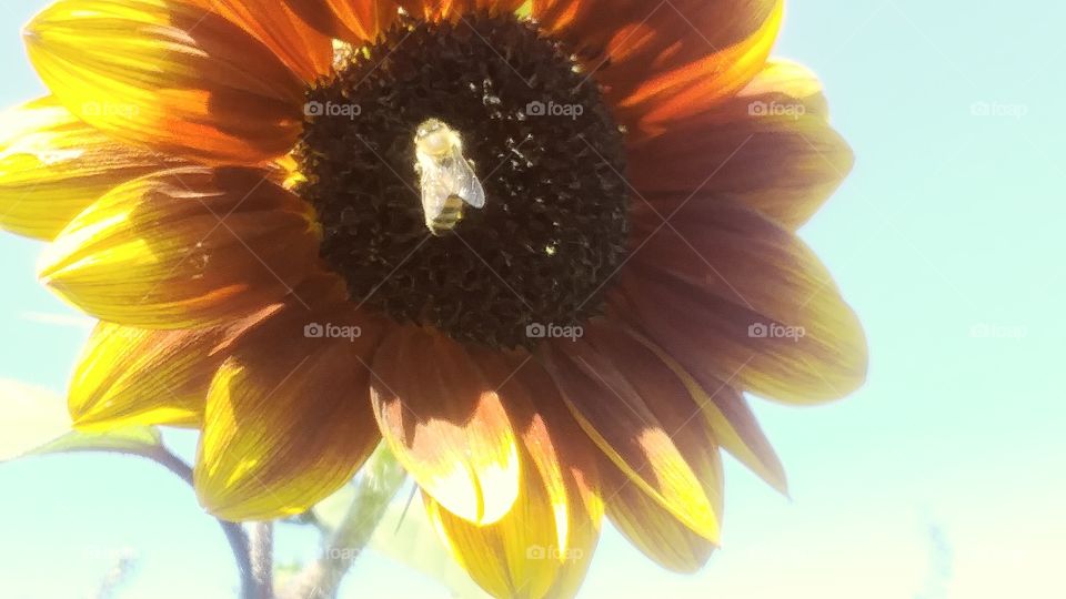 Sun bee