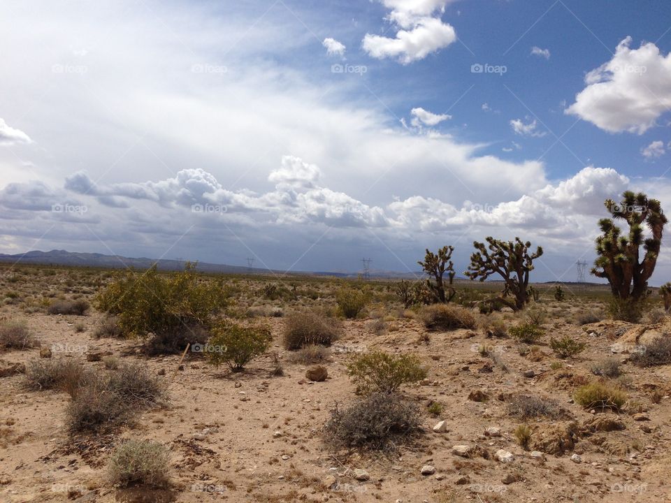 Cactus and shrubs in desert. Desert and it's vegetation