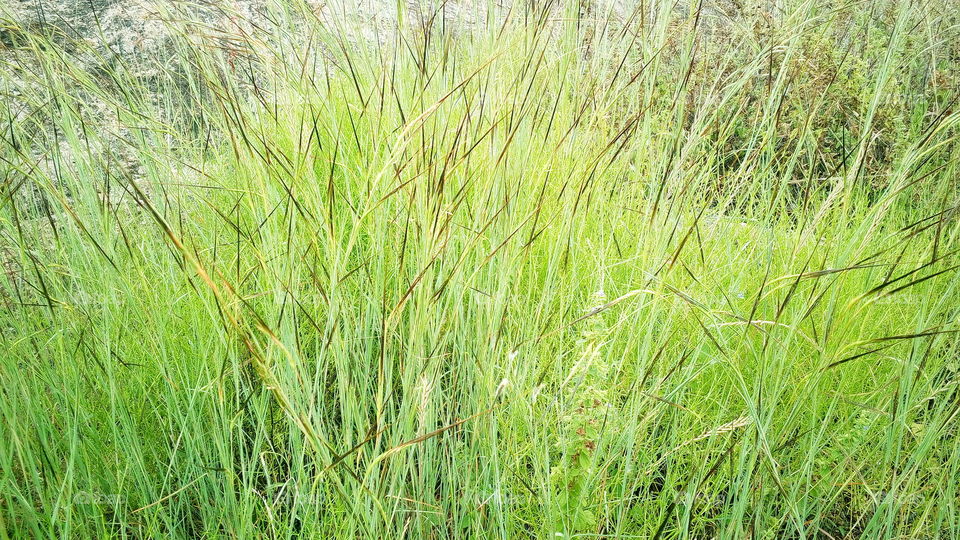 the most beautiful grass flowers blooming in my garden