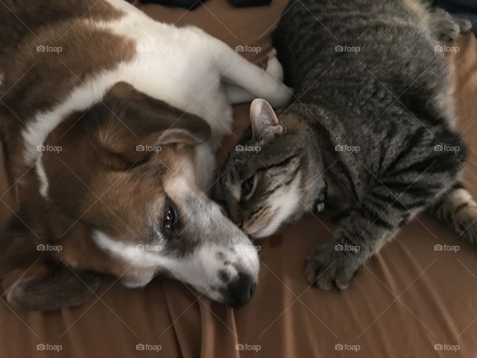 Love knows no boundaries when it comes to dogs and cats.