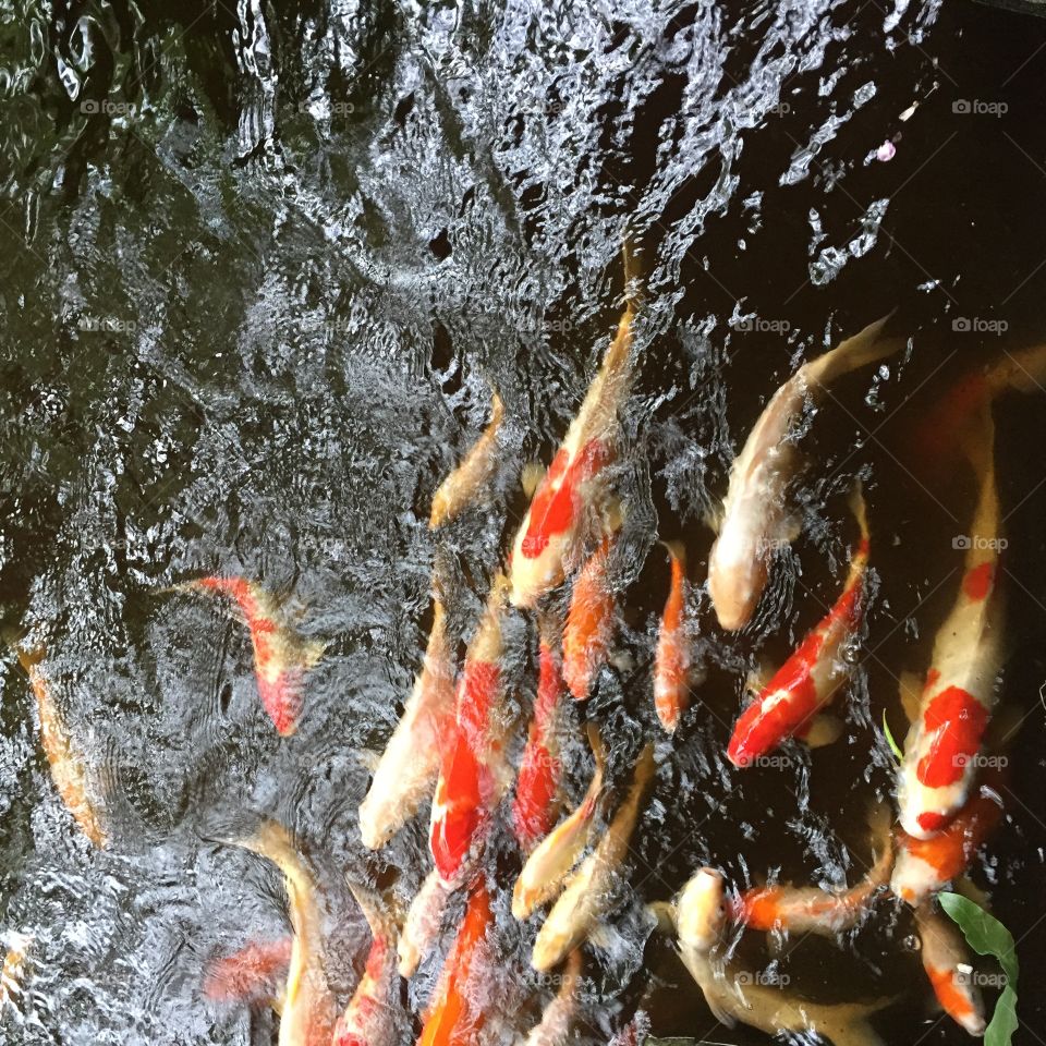 Bright Koi fishes swimming in a pond