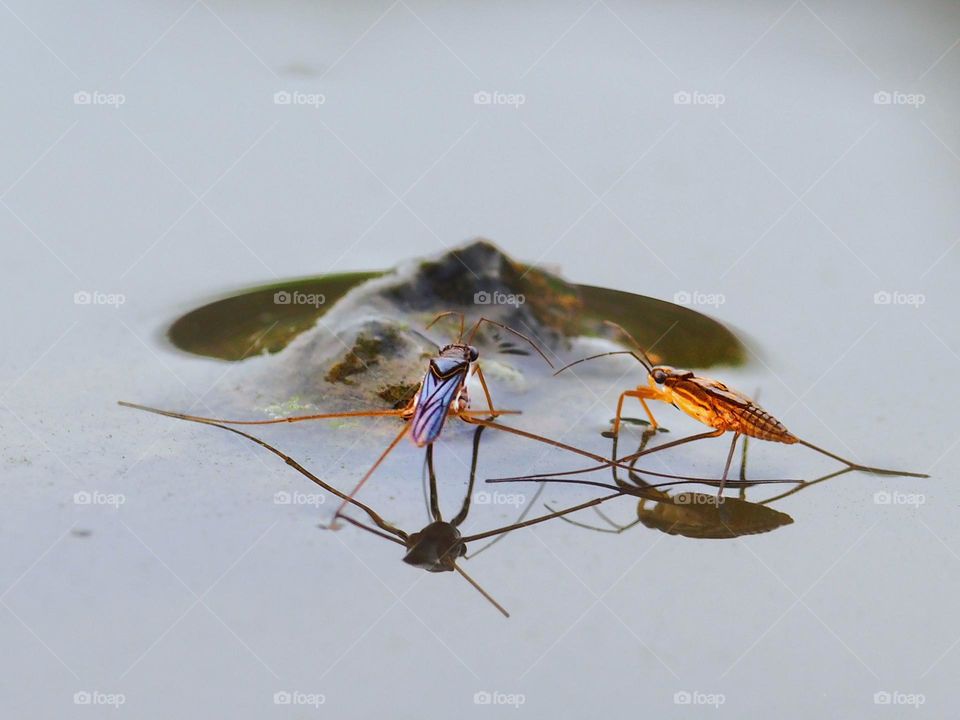 together (water strider)
