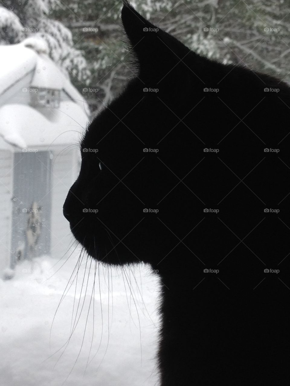 Cat Profile in Window During Snow Storm