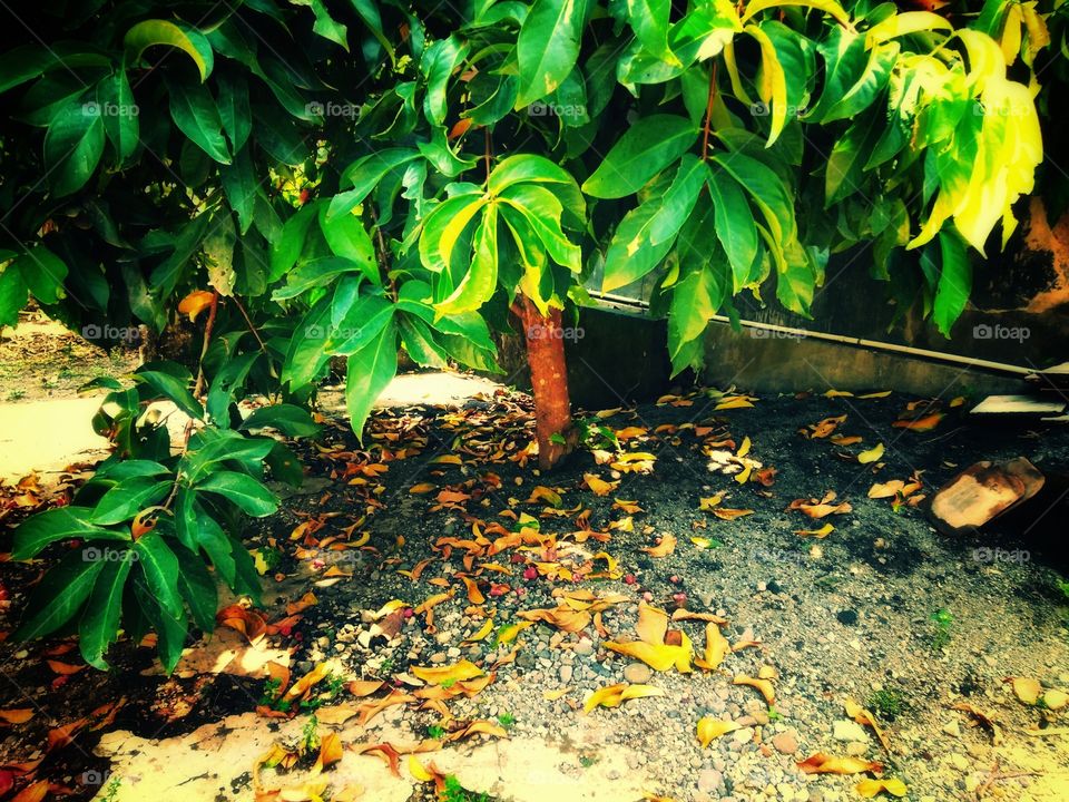 tree in the yard of the house