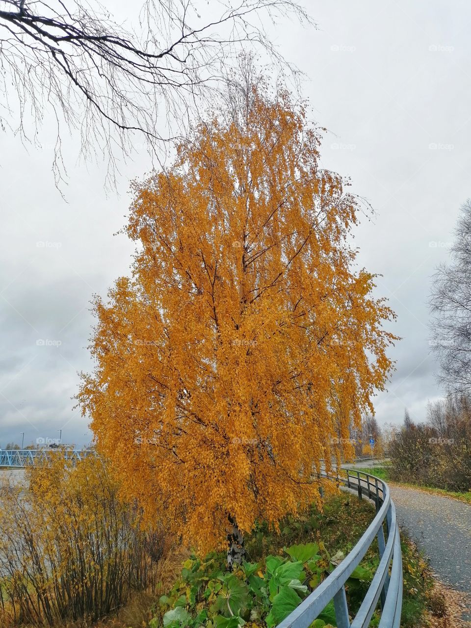 The old large birch glows wonderfully in the yellow autumn color!