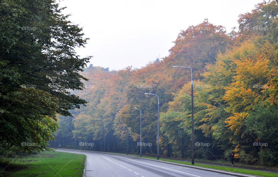 Tree, Road, Fall, No Person, Landscape