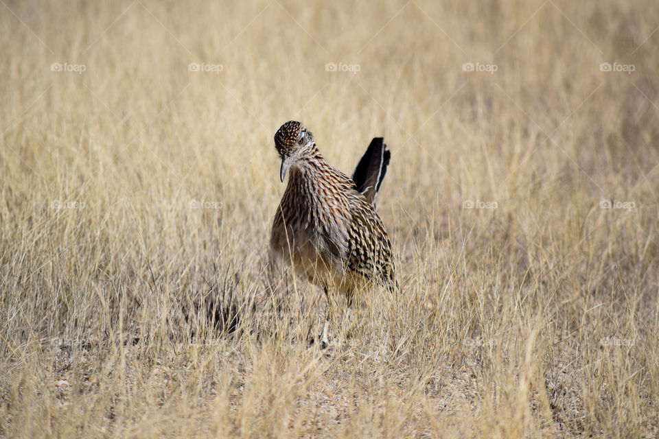 Road runner 