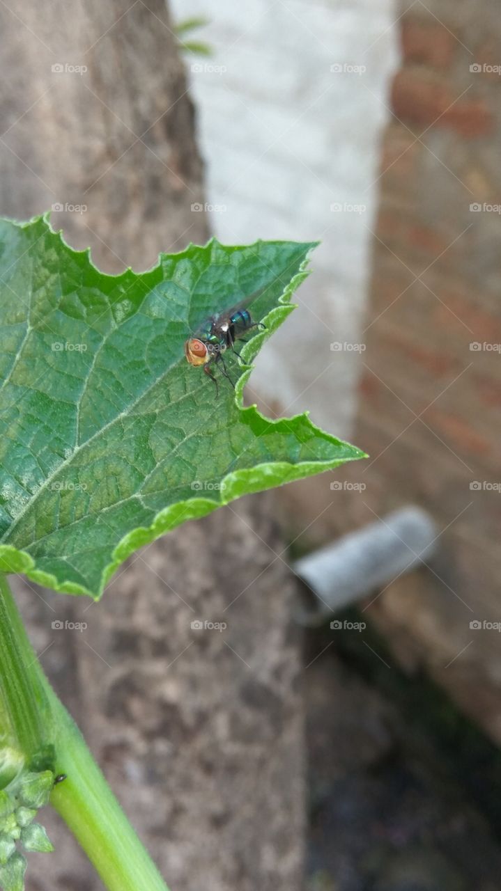 the big head FLY in green leaf