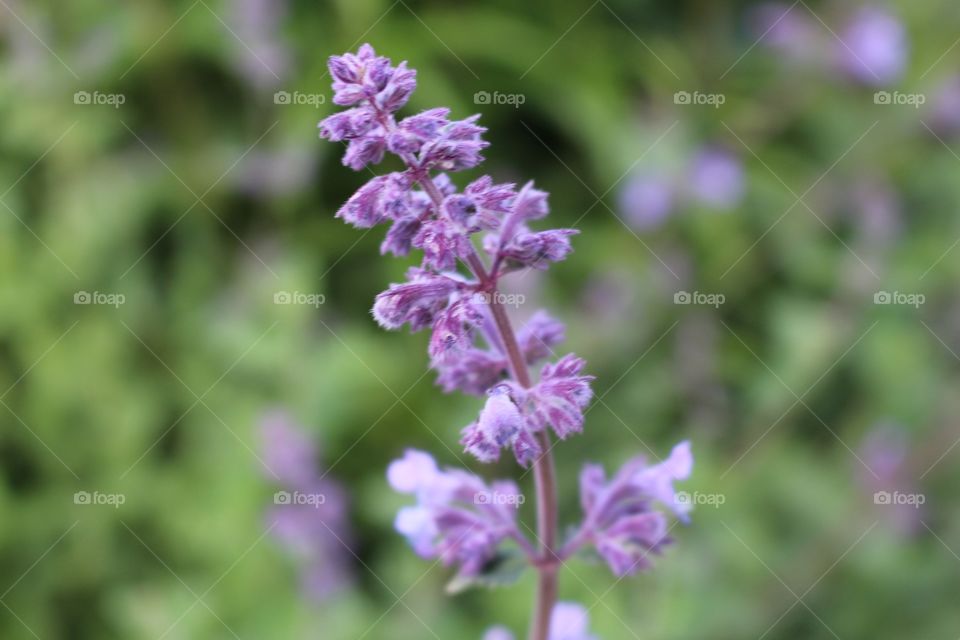 Backyard flower 