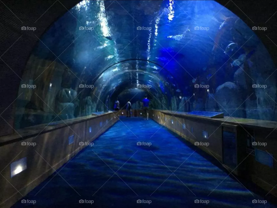 oceanografic