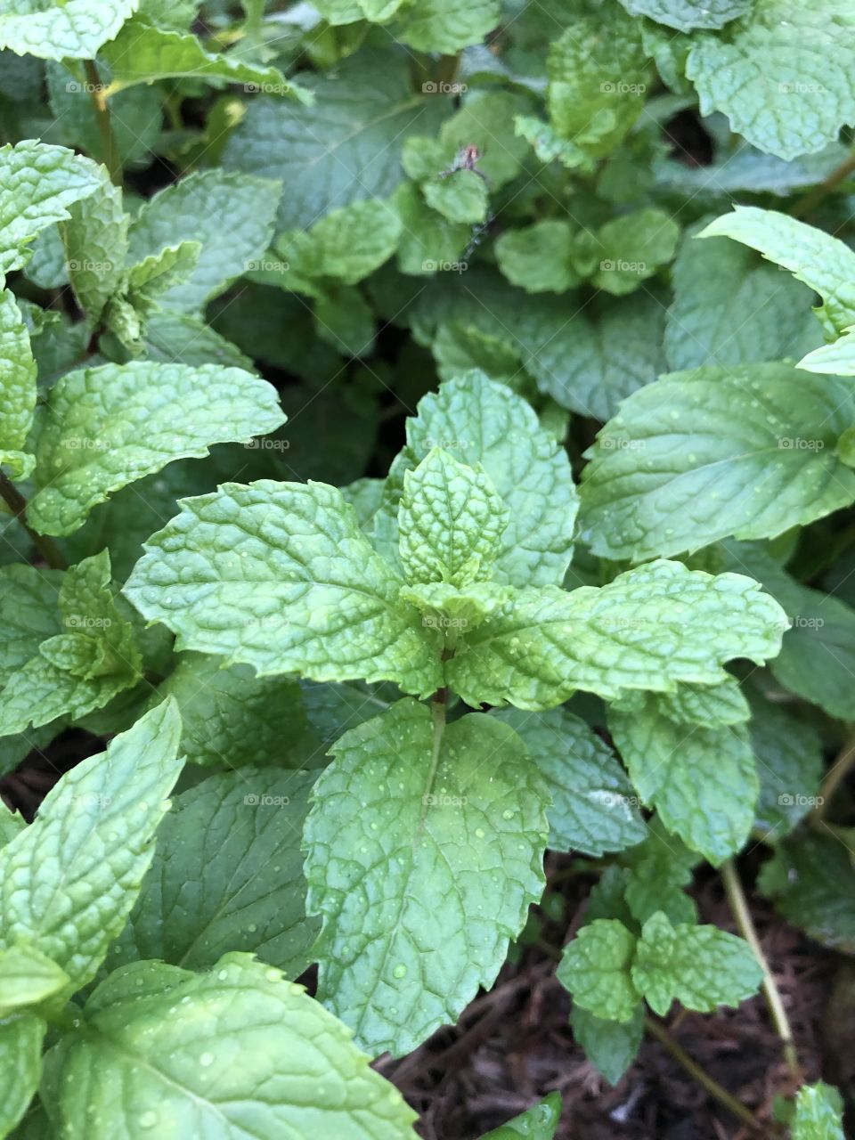 Fresh mints from the garden 