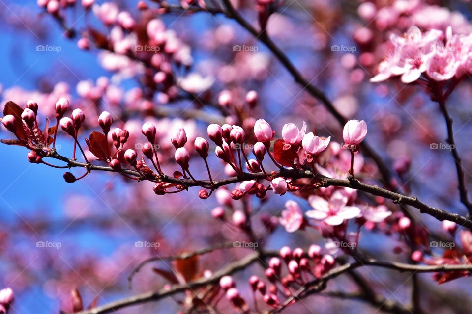 pink blooming tree branch