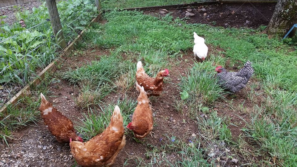 Hens free-ranging