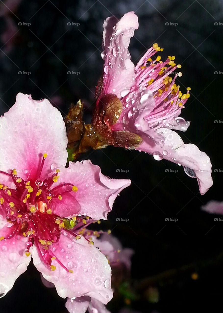 Raindrops on Peach Blossoms