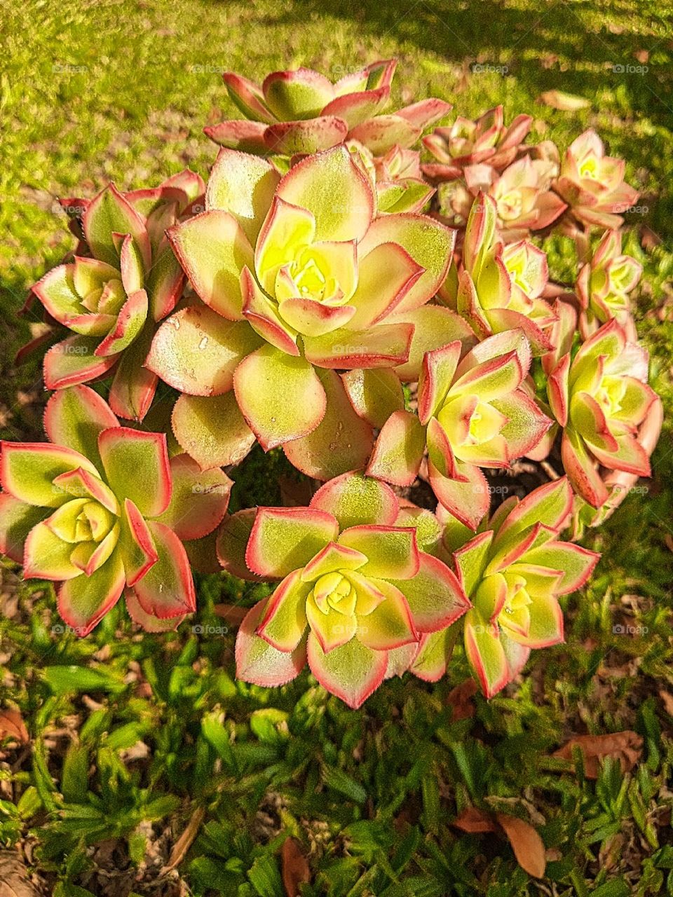 aeonium kiwi succulents
