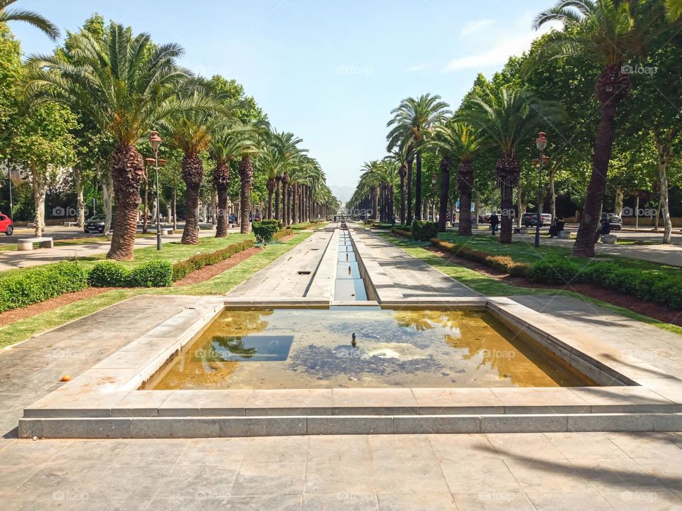 Palm trees along Hassan II Street in Fez, Morocco