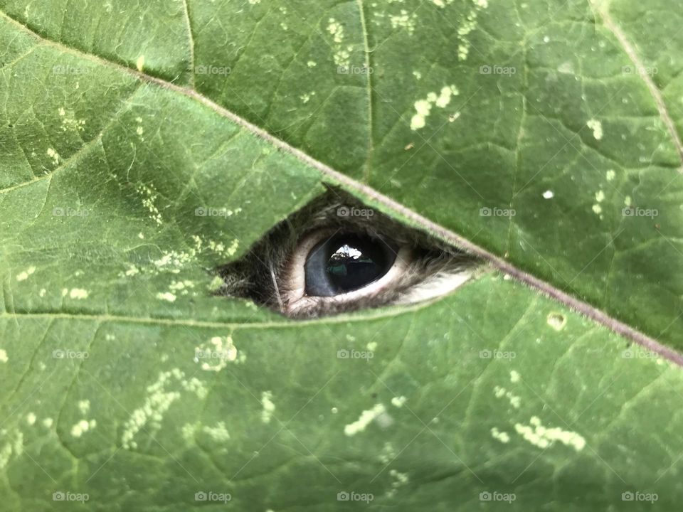 Eye