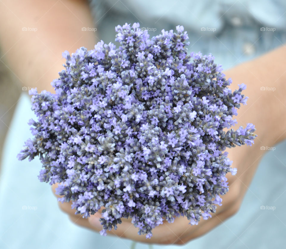 Lavender bouquet  