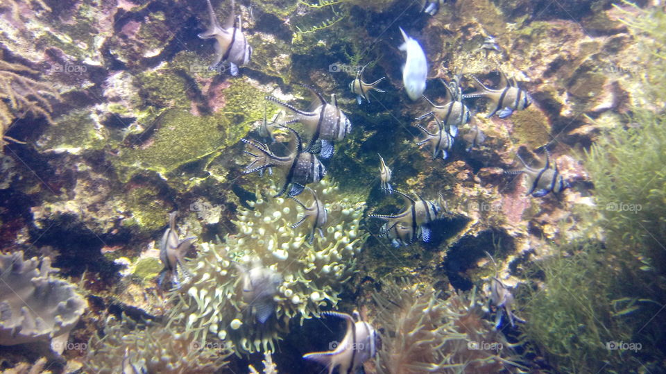Fish at a reef