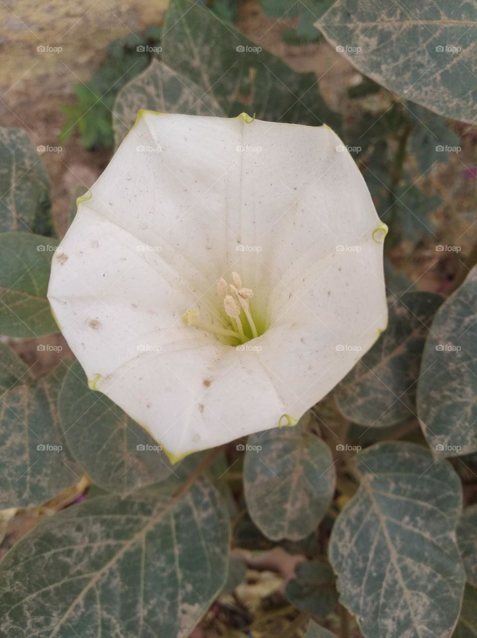 the Datura Flower white in colour looks very beautiful generally found everywhere fresh seasonal very poisonous species