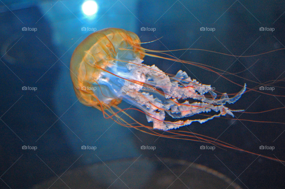 ocean sea jellyfish by lightanddrawing