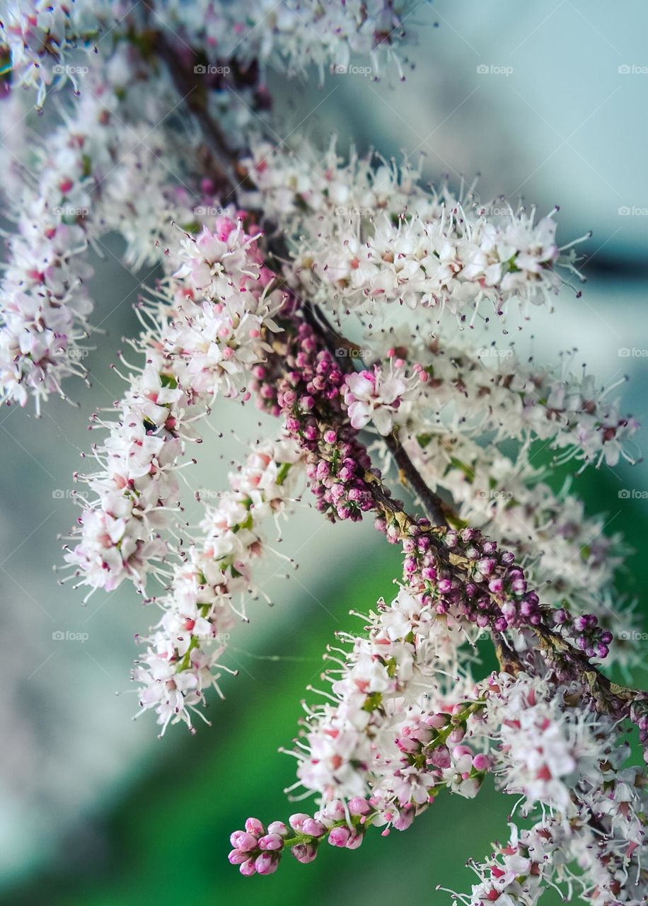 Spring flower