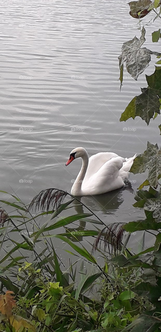 swan in a lake