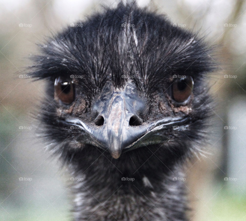 funny bird curious africa by geebee